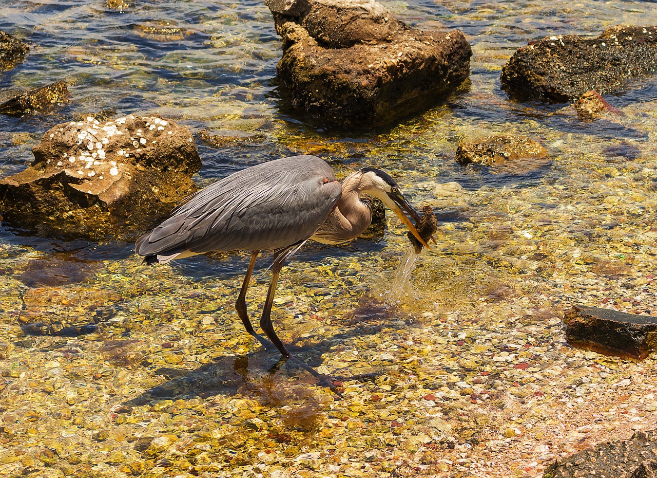 heron fishing fish free photo