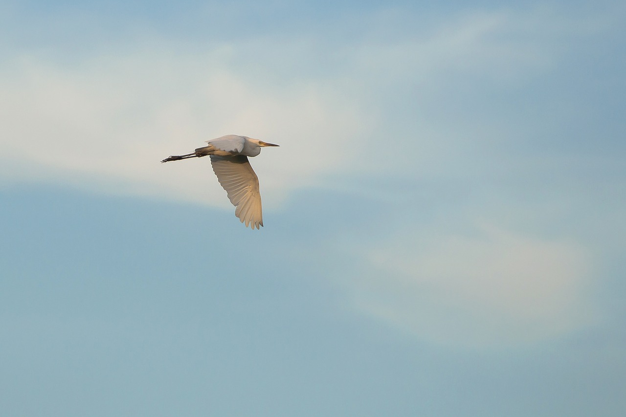 heron birds nature free photo