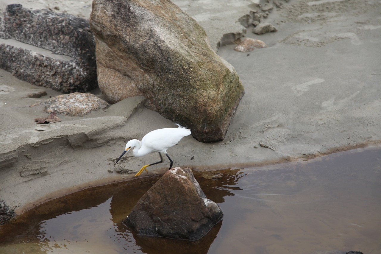 heron beach birds free photo