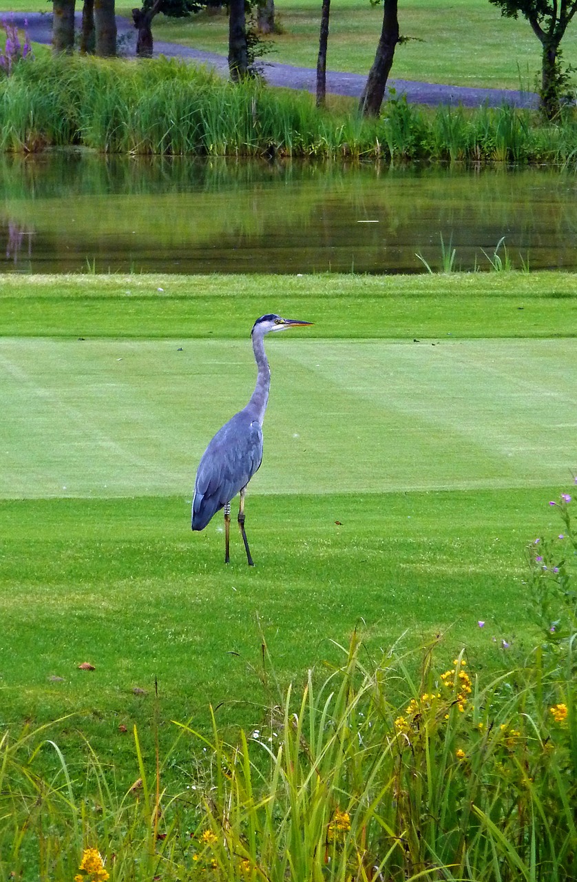 heron grey heron bird free photo