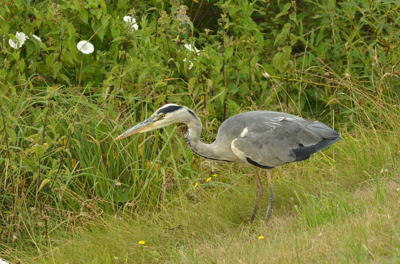 heron bird blue free photo