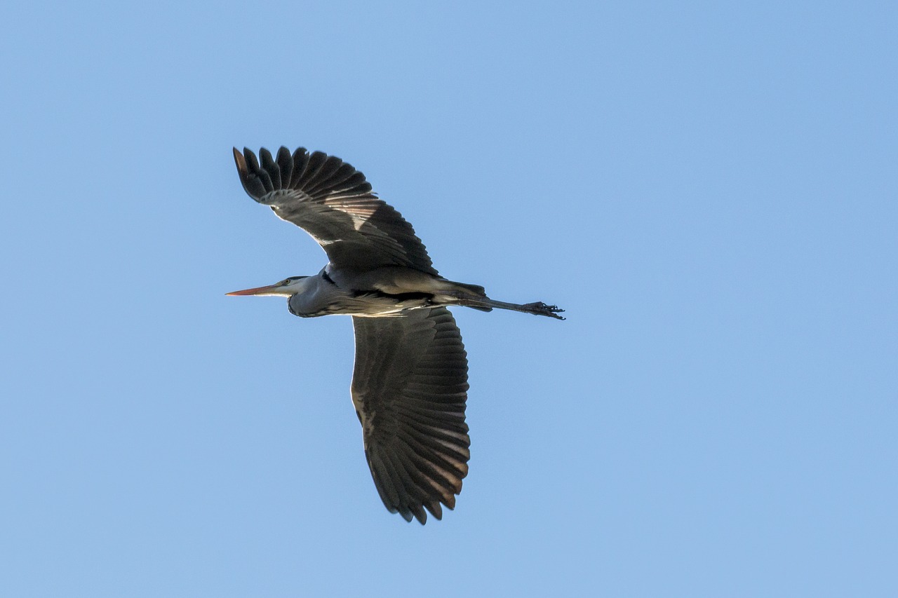 heron heron in flight bird free photo