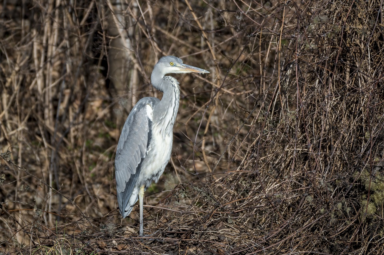 heron grey heron fish eater free photo