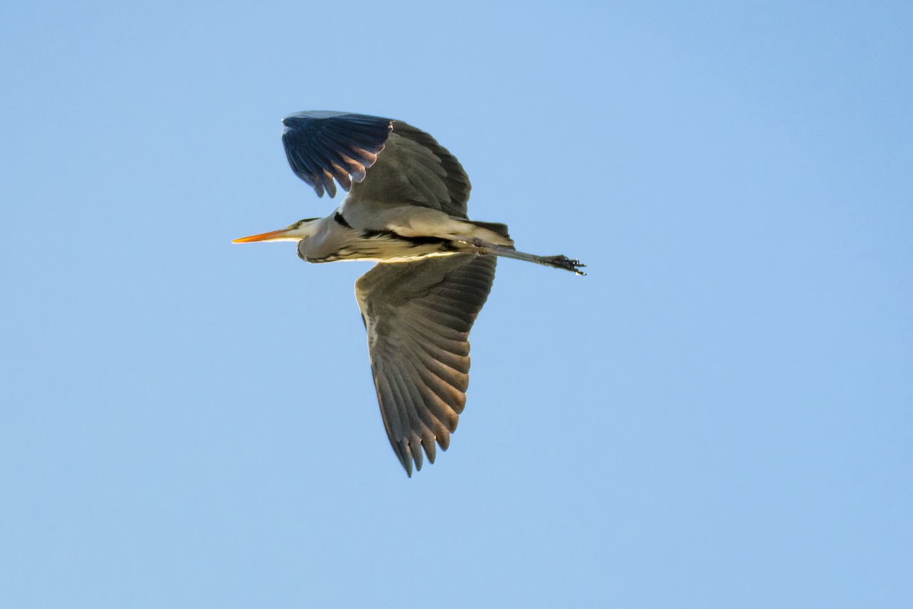 heron grey heron fish eater free photo