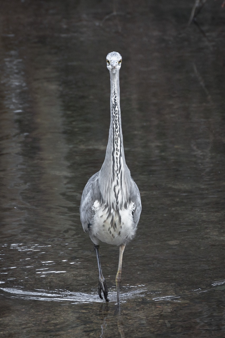 heron grey heron fish eater free photo