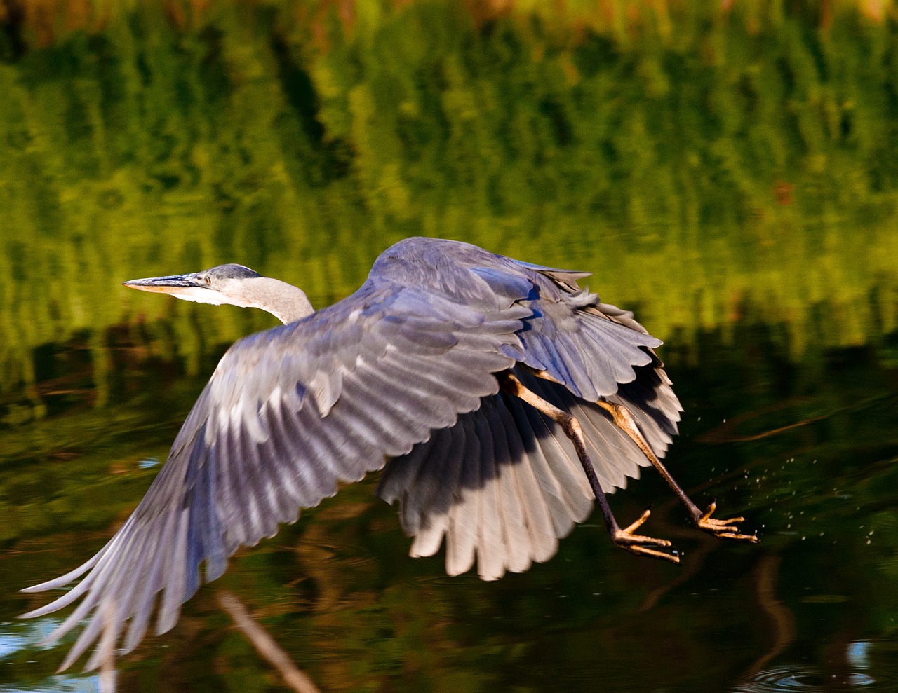 heron blue heron flying heron free photo