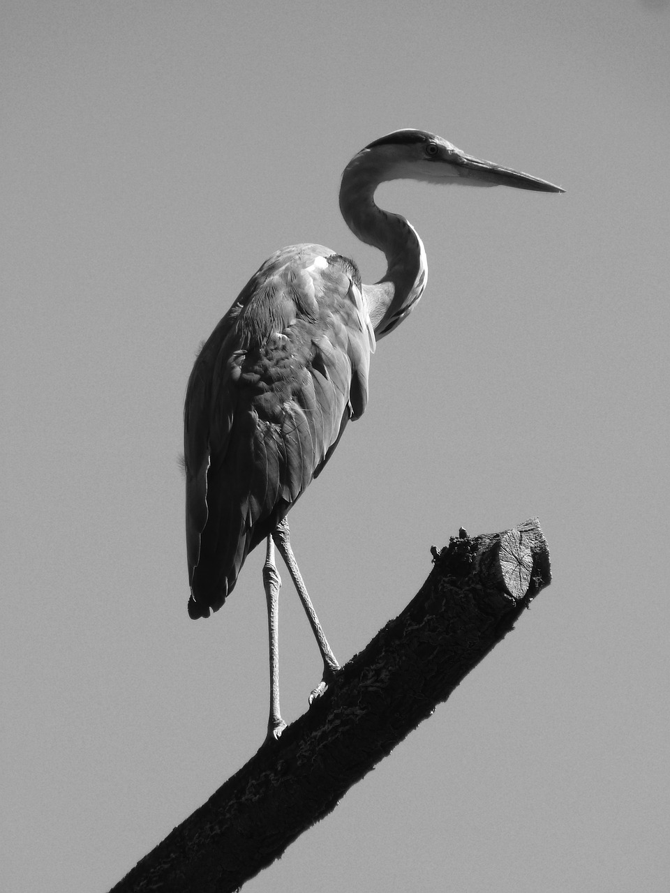 heron silouhette bill free photo