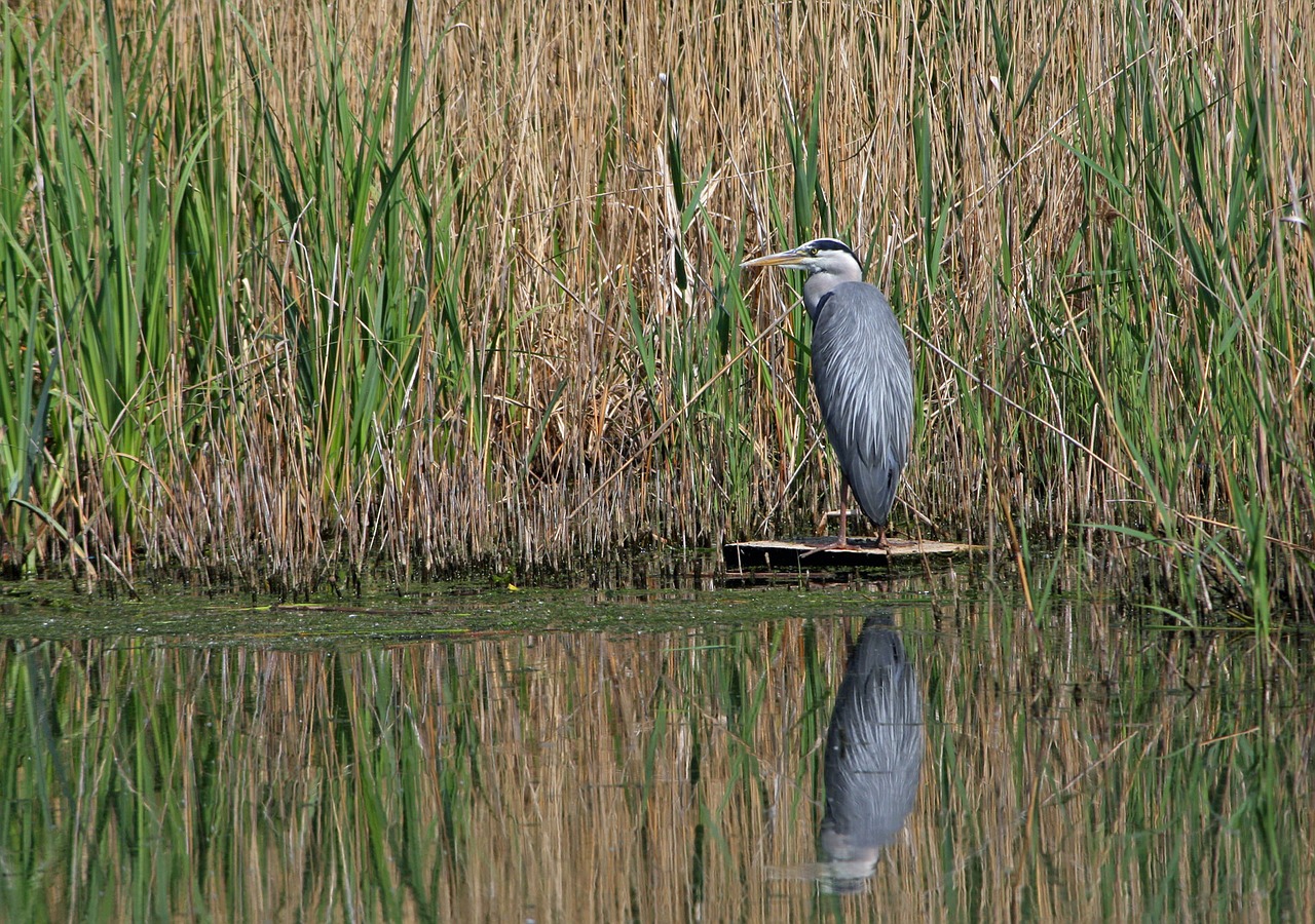 heron bird animal free photo