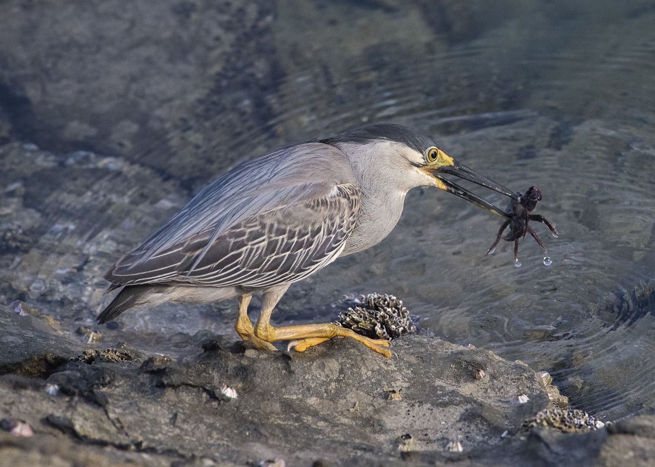 heron crab bird free photo