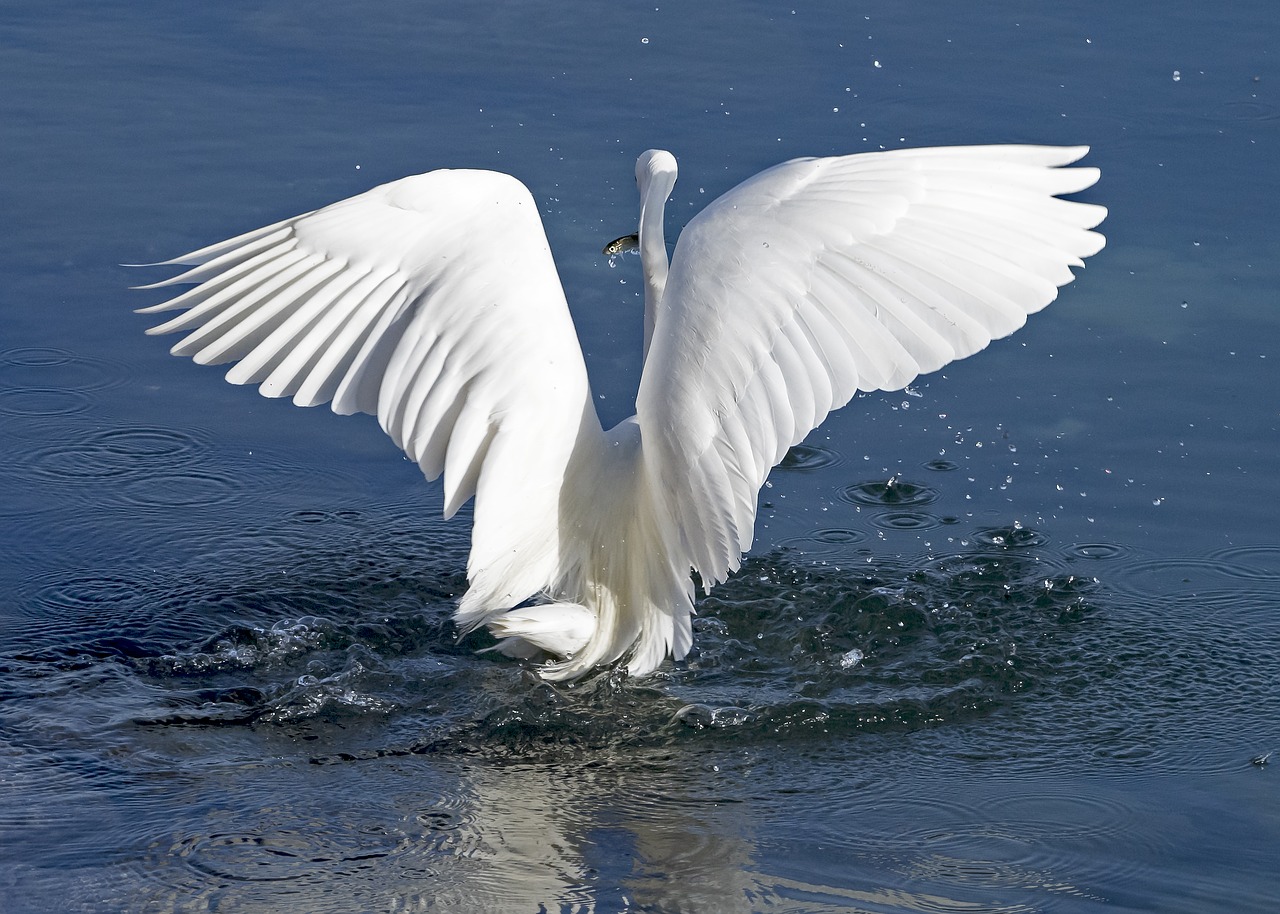heron white bird free photo