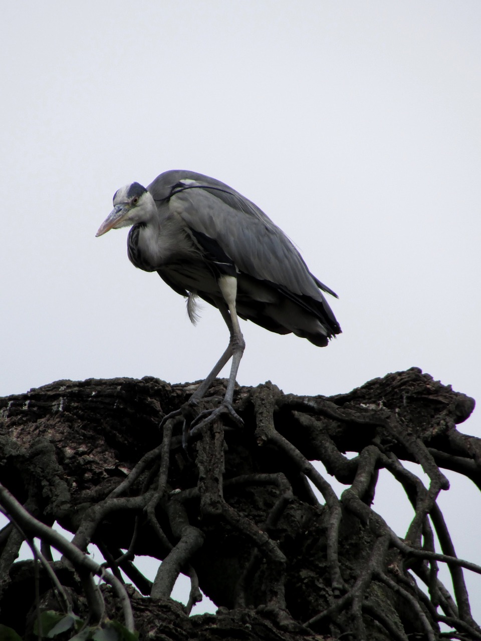 heron bird animals free photo