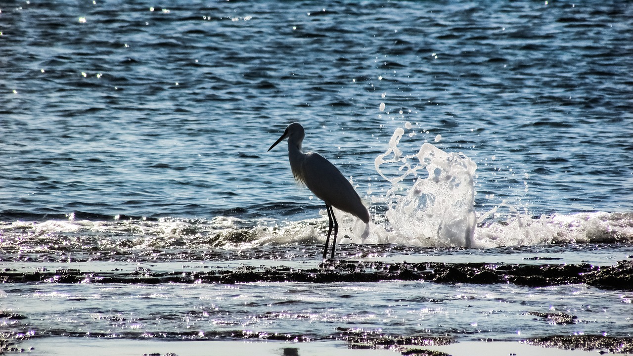 heron bird animal free photo