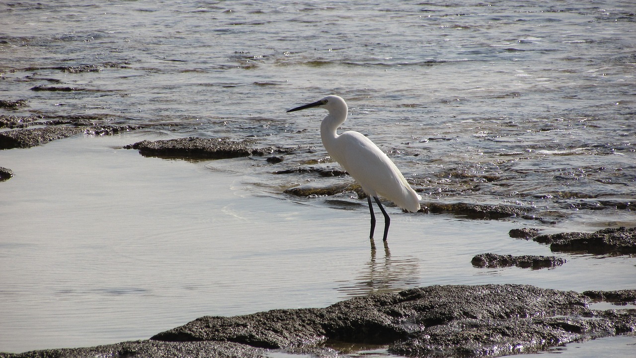 heron bird animal free photo