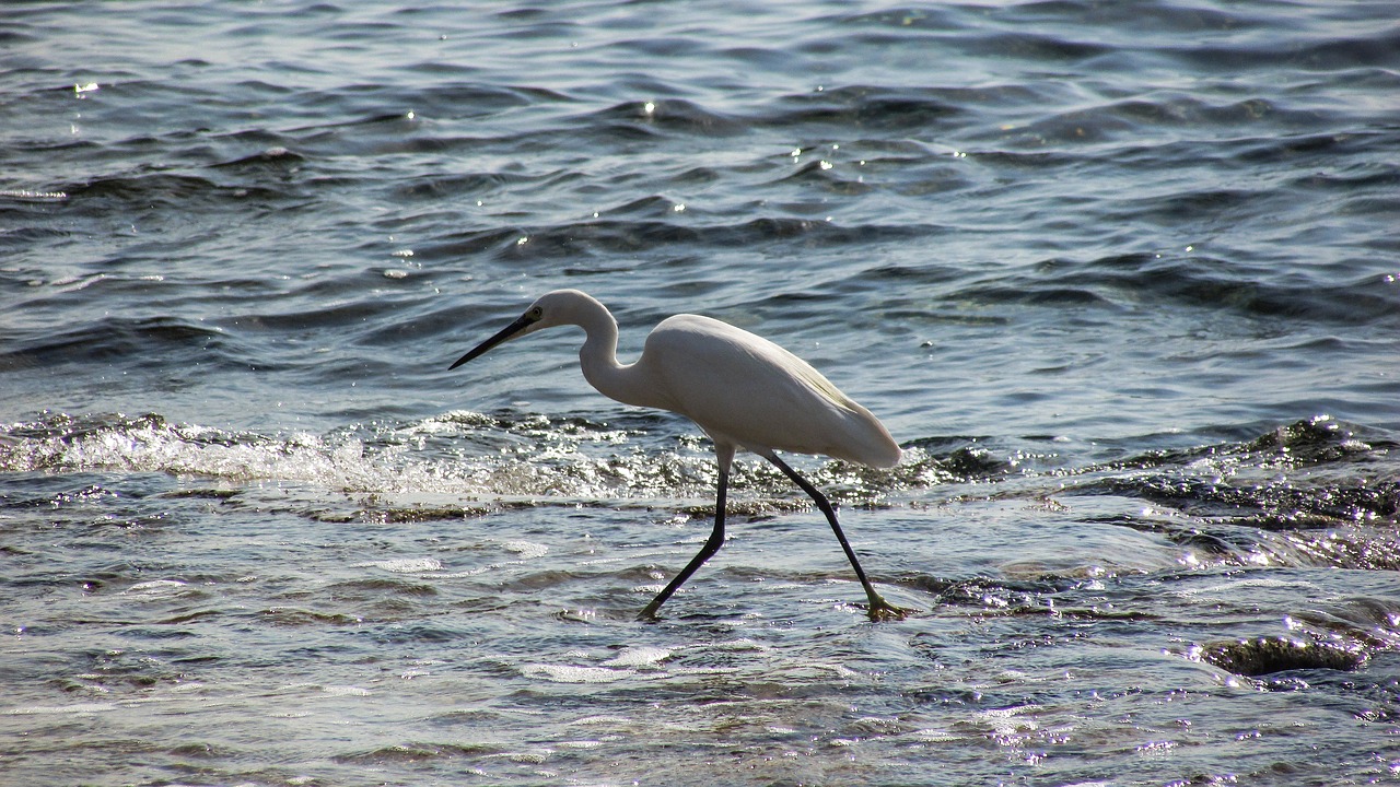 heron bird animal free photo