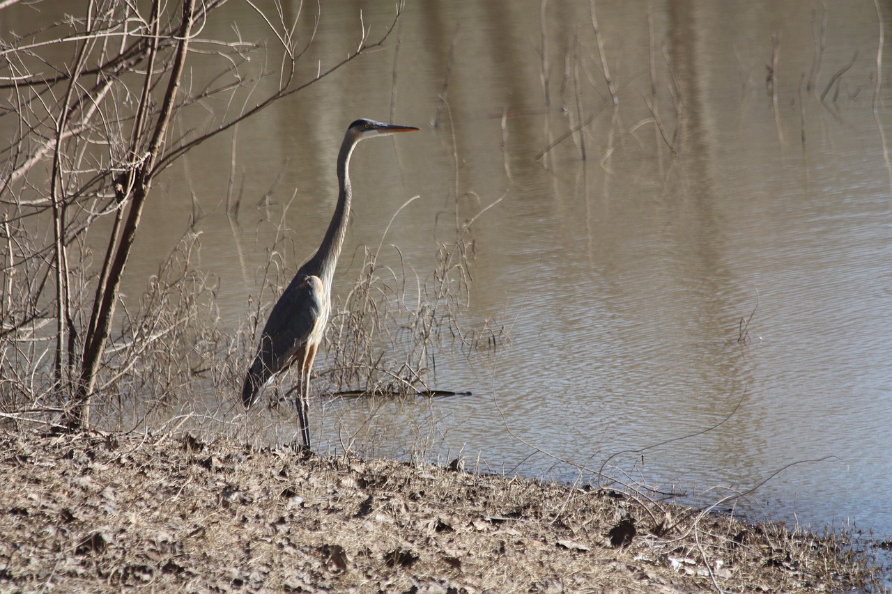 heron bird lake free photo