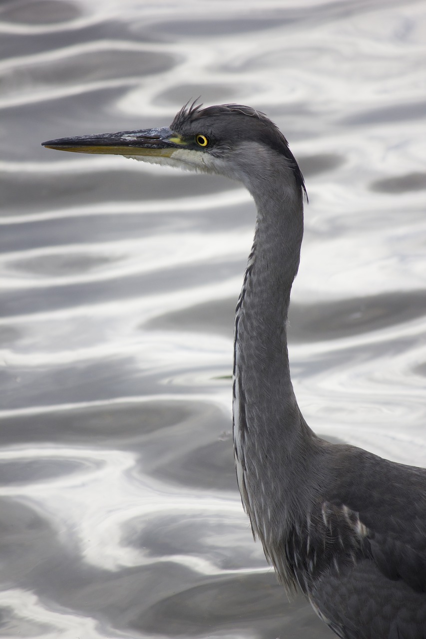 heron bird silver free photo