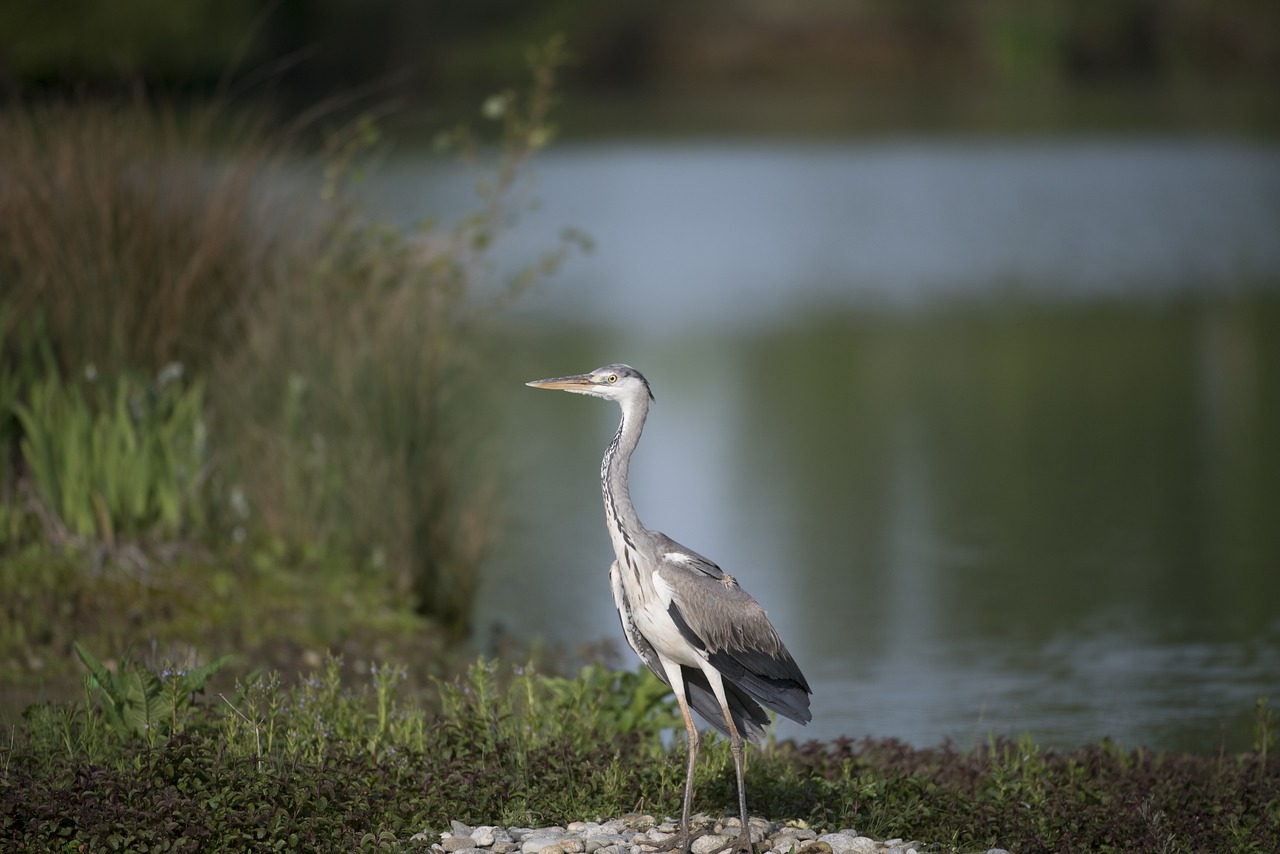 heron bird pond free photo