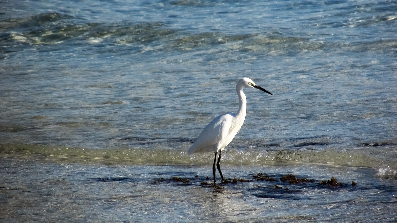 heron seabird bird free photo