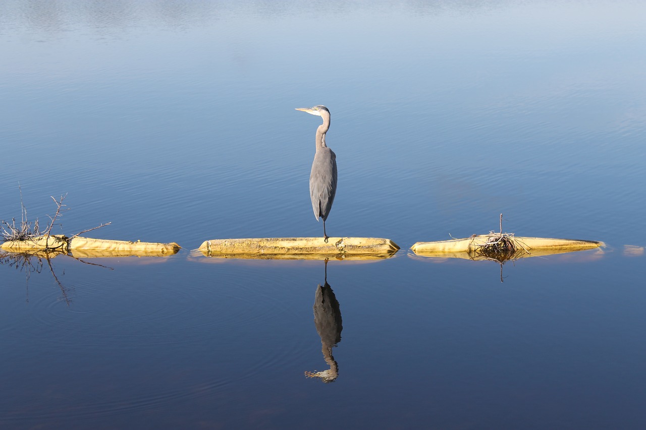 heron circle b reserve reflection free photo