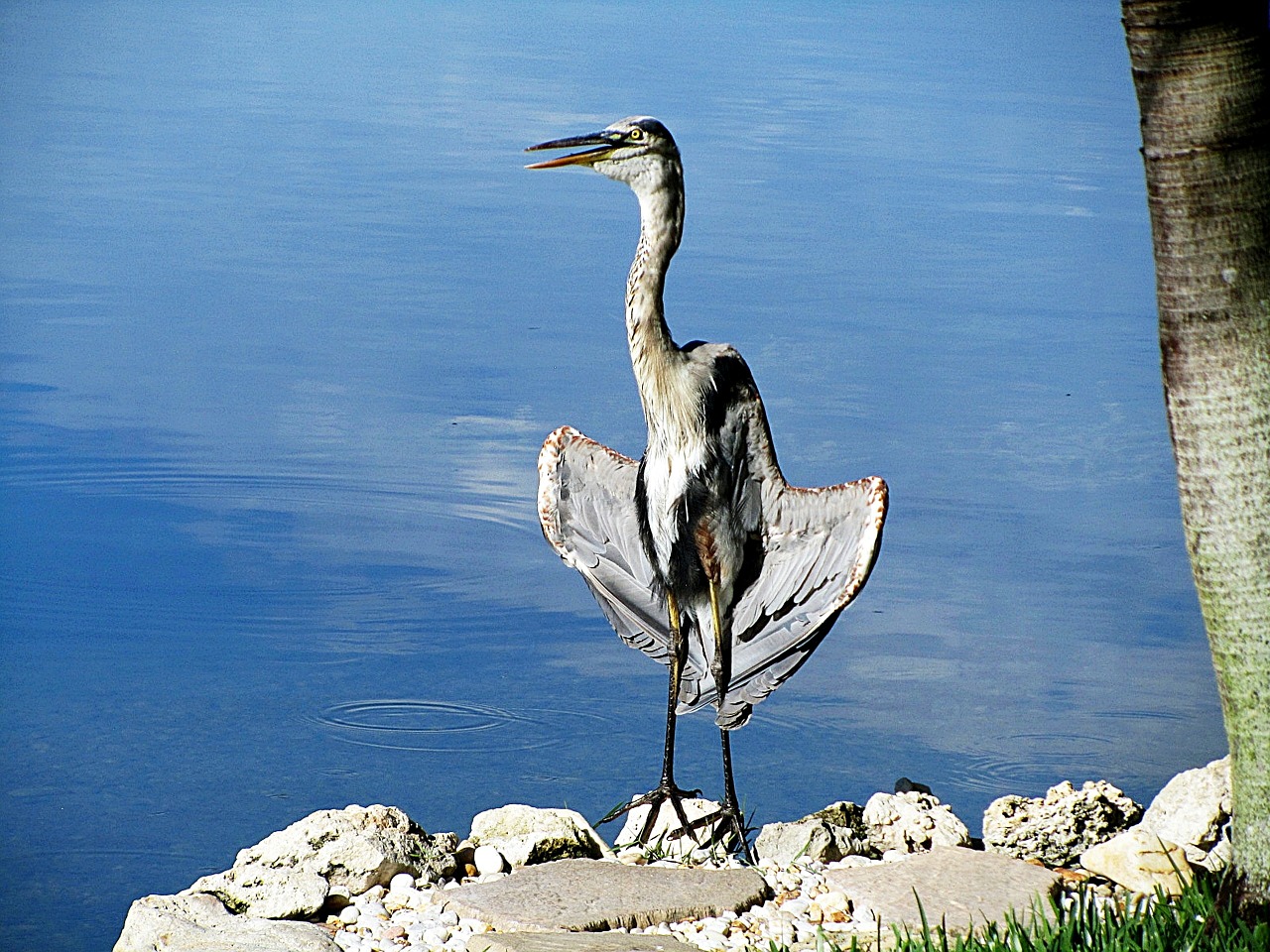 heron bird large free photo