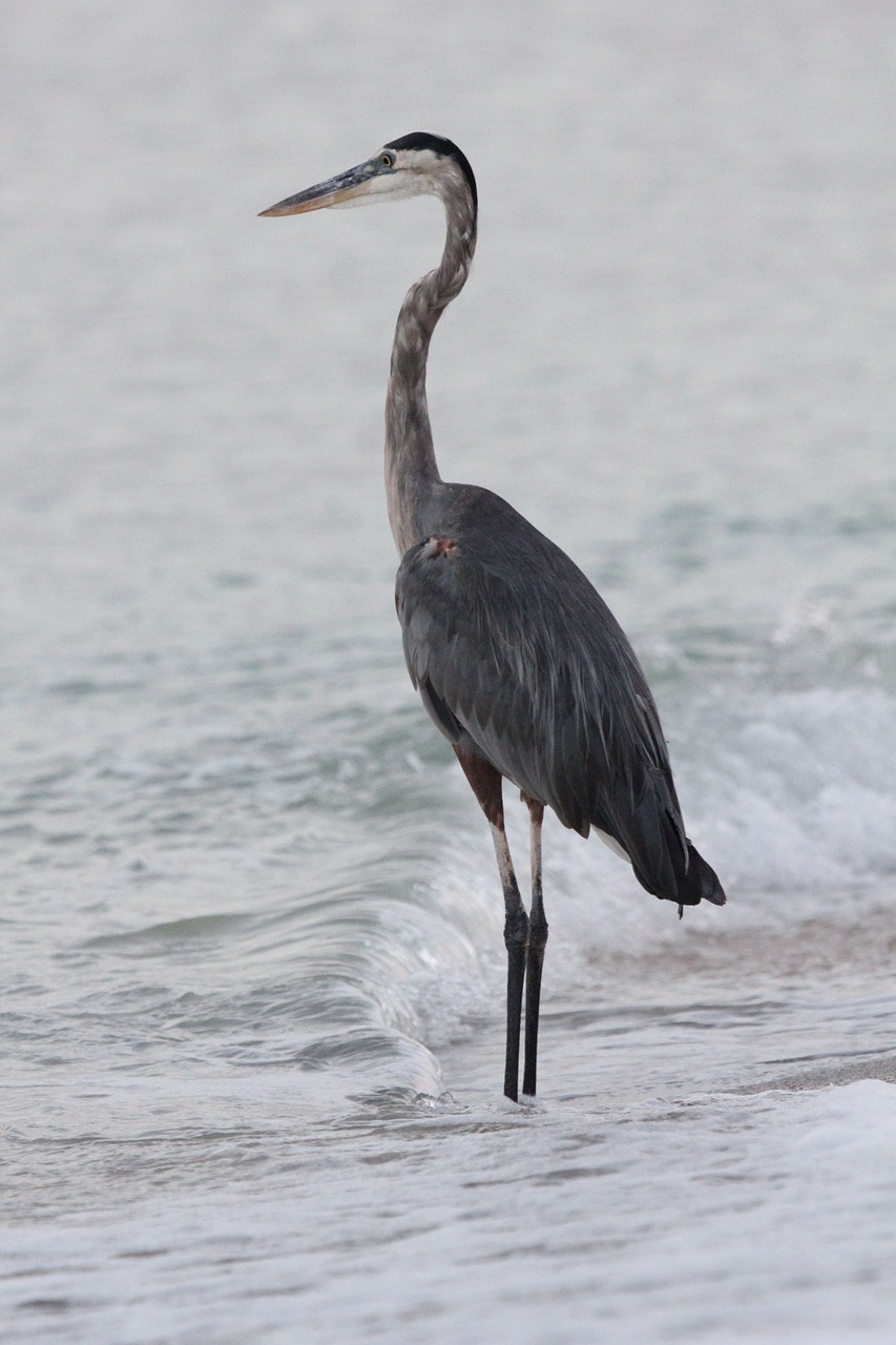 heron bird sea free photo