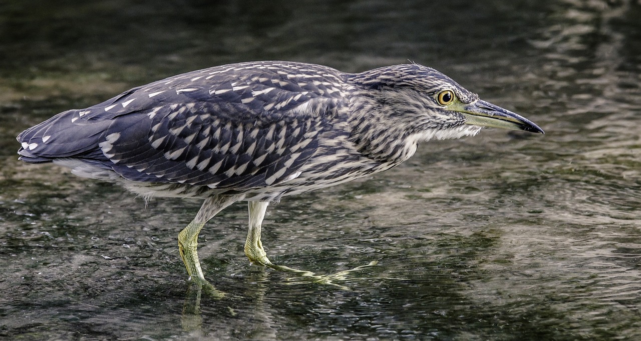 heron black crowned night wildlife free photo