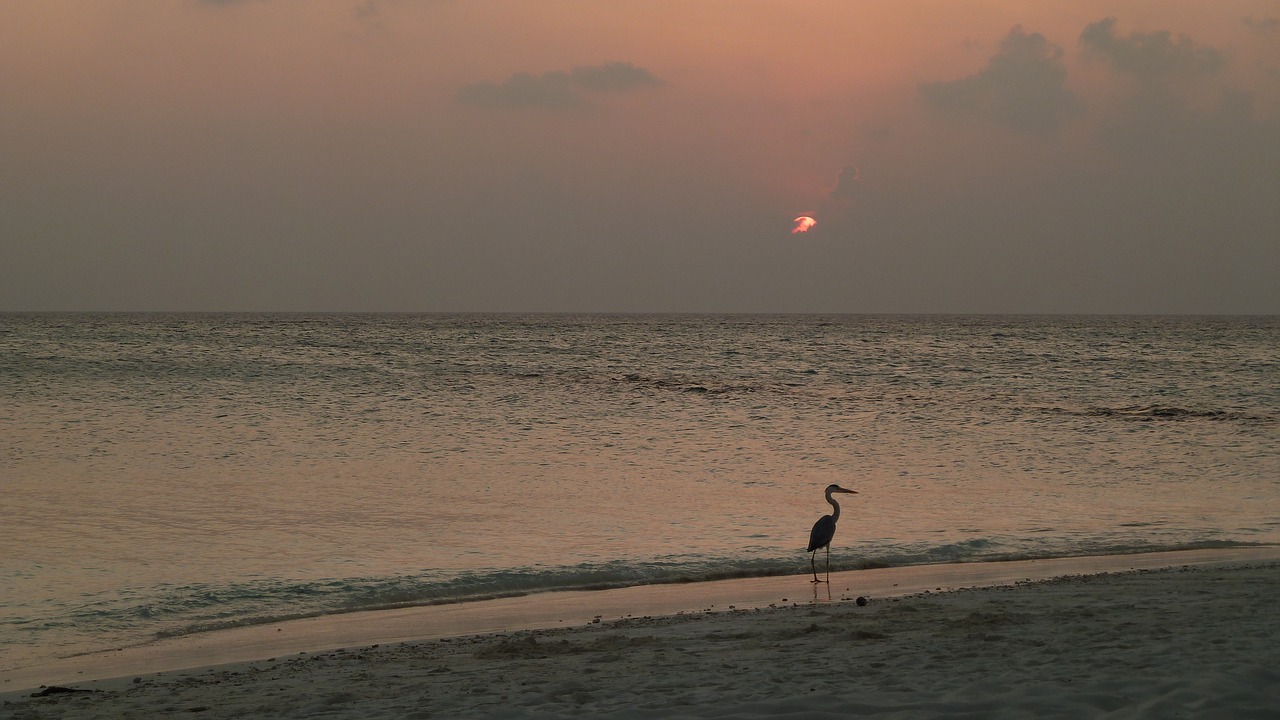 heron sea sun free photo