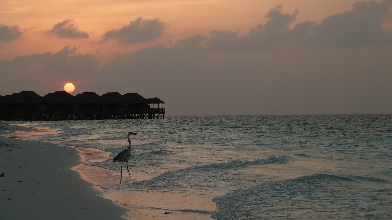 heron sea evening sun free photo