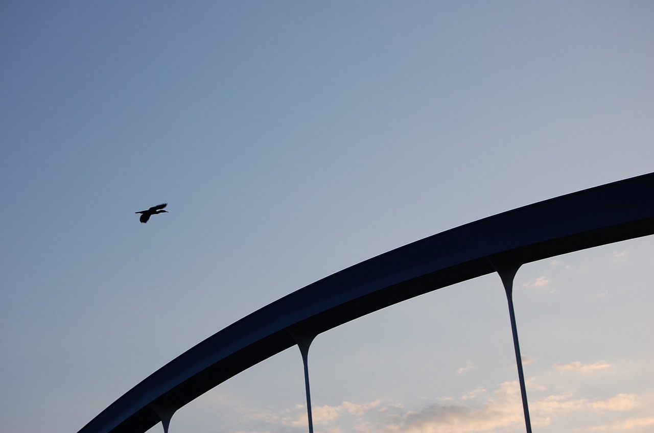 heron bird sky bridge free photo