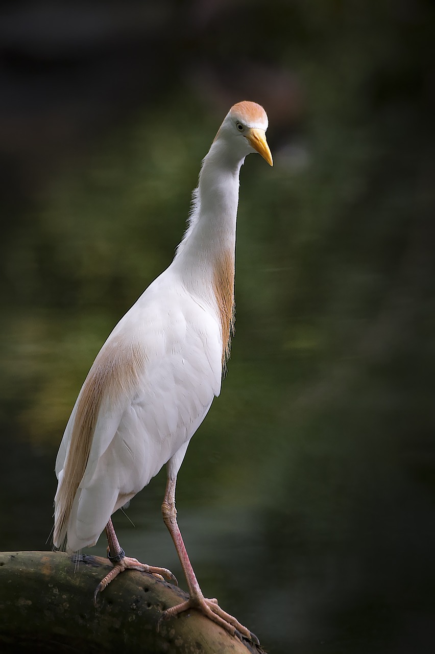 heron cattle egret bird free photo