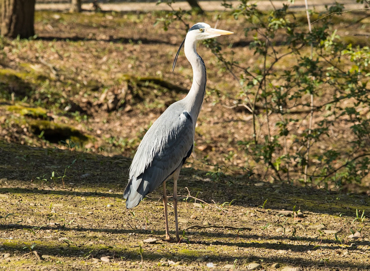 heron grey heron bird free photo