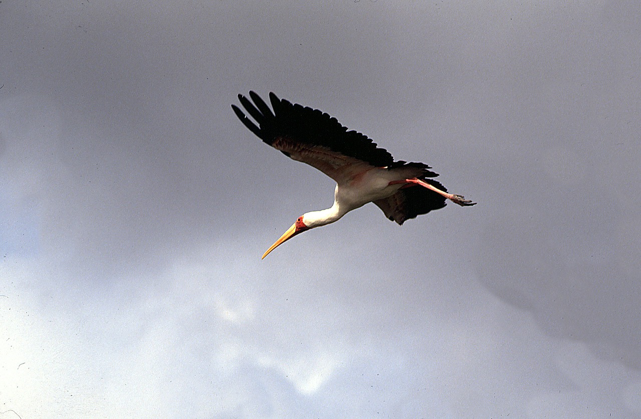 heron heron in flight free pictures free photo