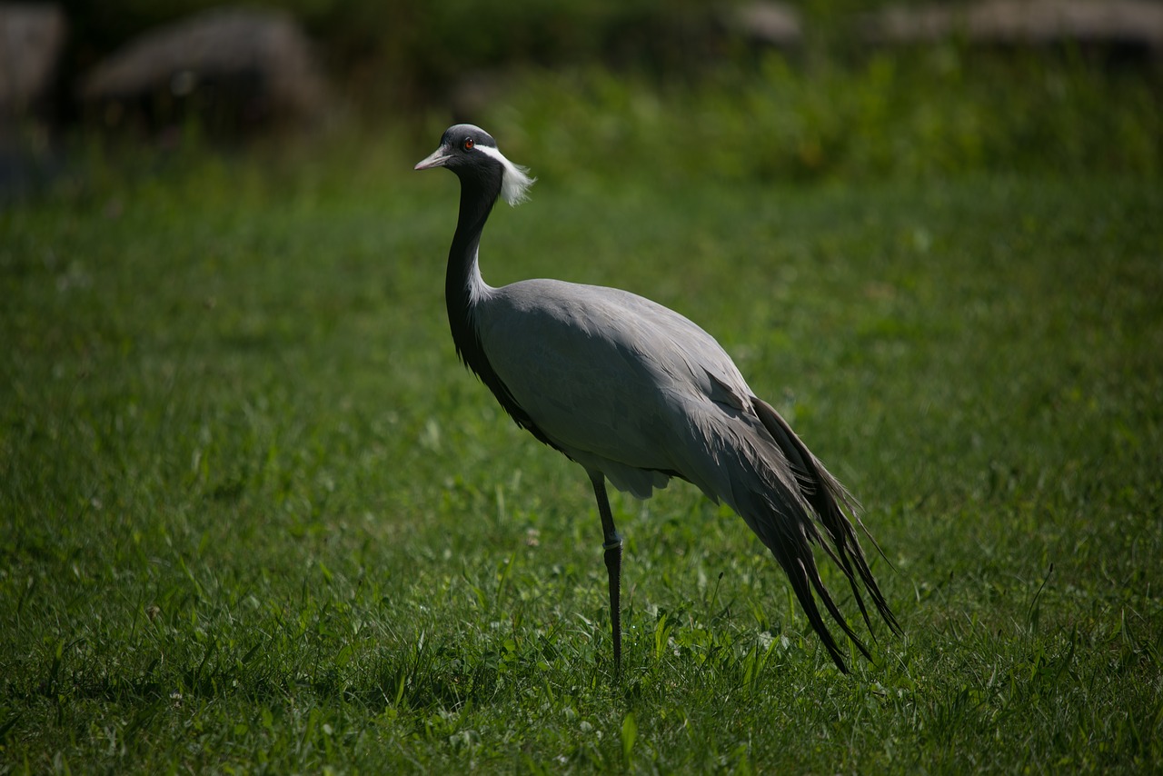 heron grass bird free photo