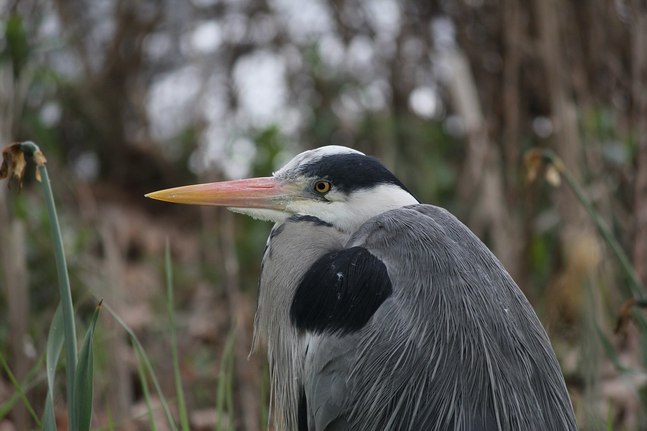 heron reed bird free photo