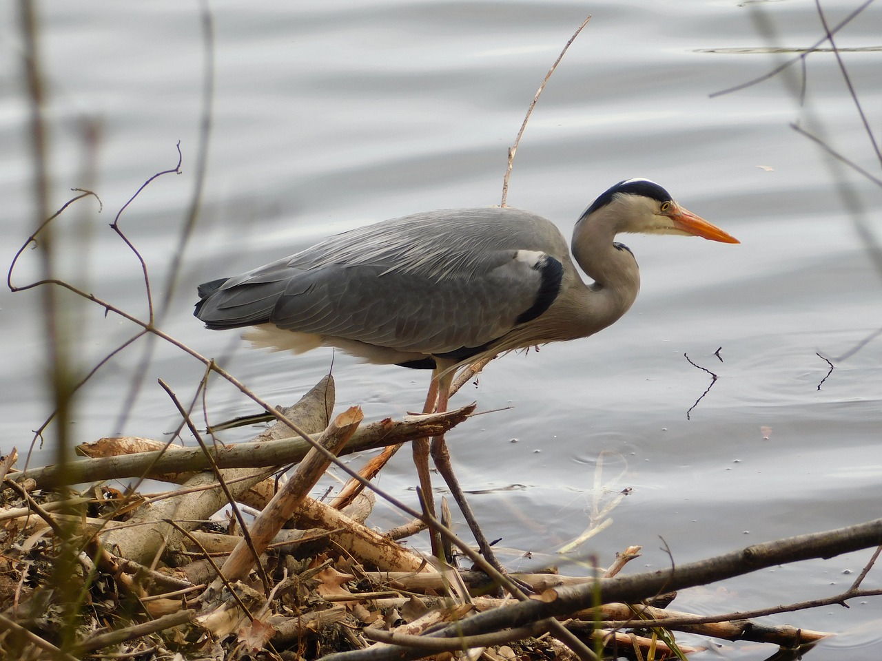 heron usingen taunus free photo