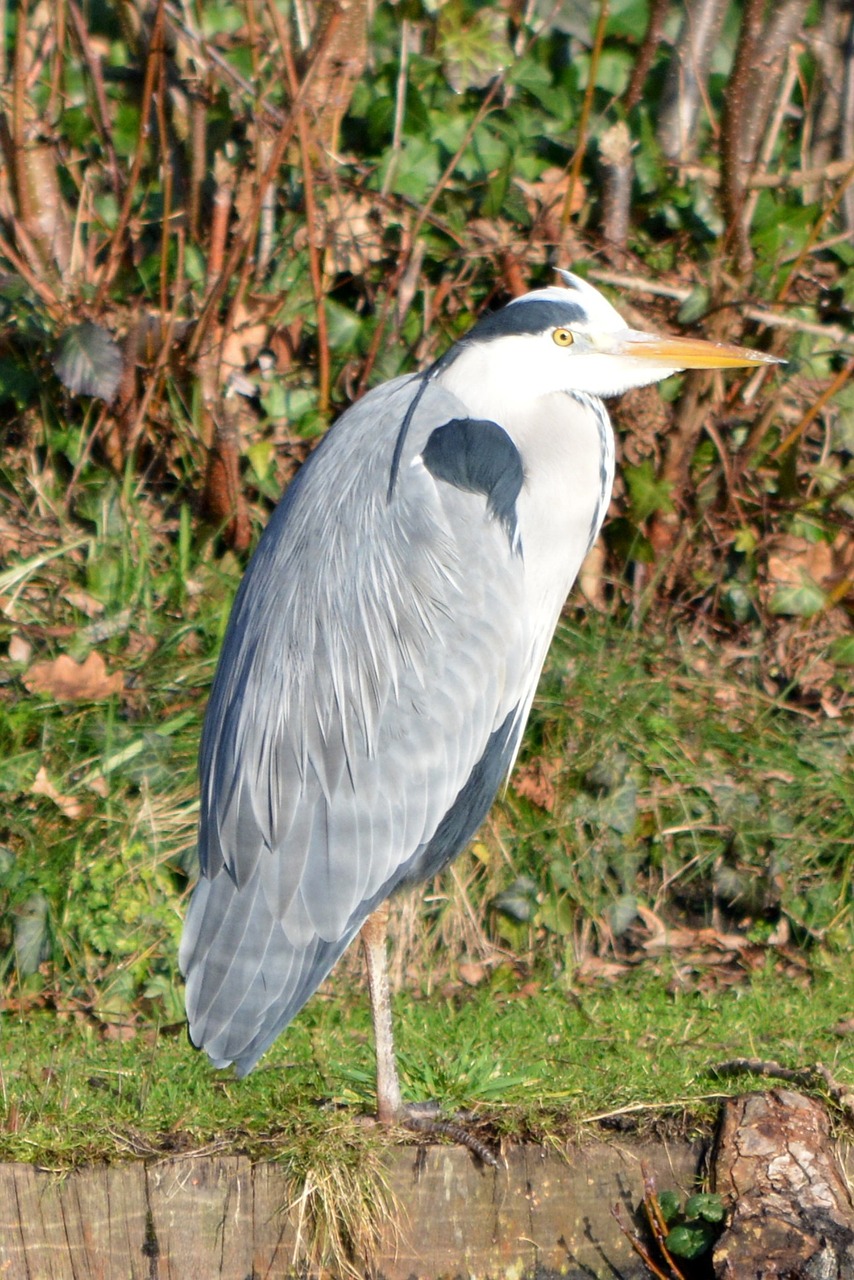 heron bird nature free photo