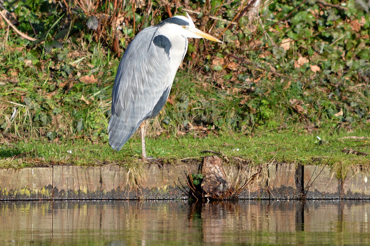 heron bird nature free photo