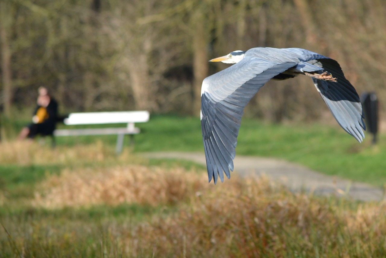 heron bird nature free photo