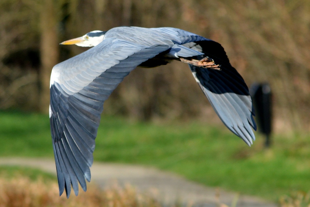 heron bird nature free photo