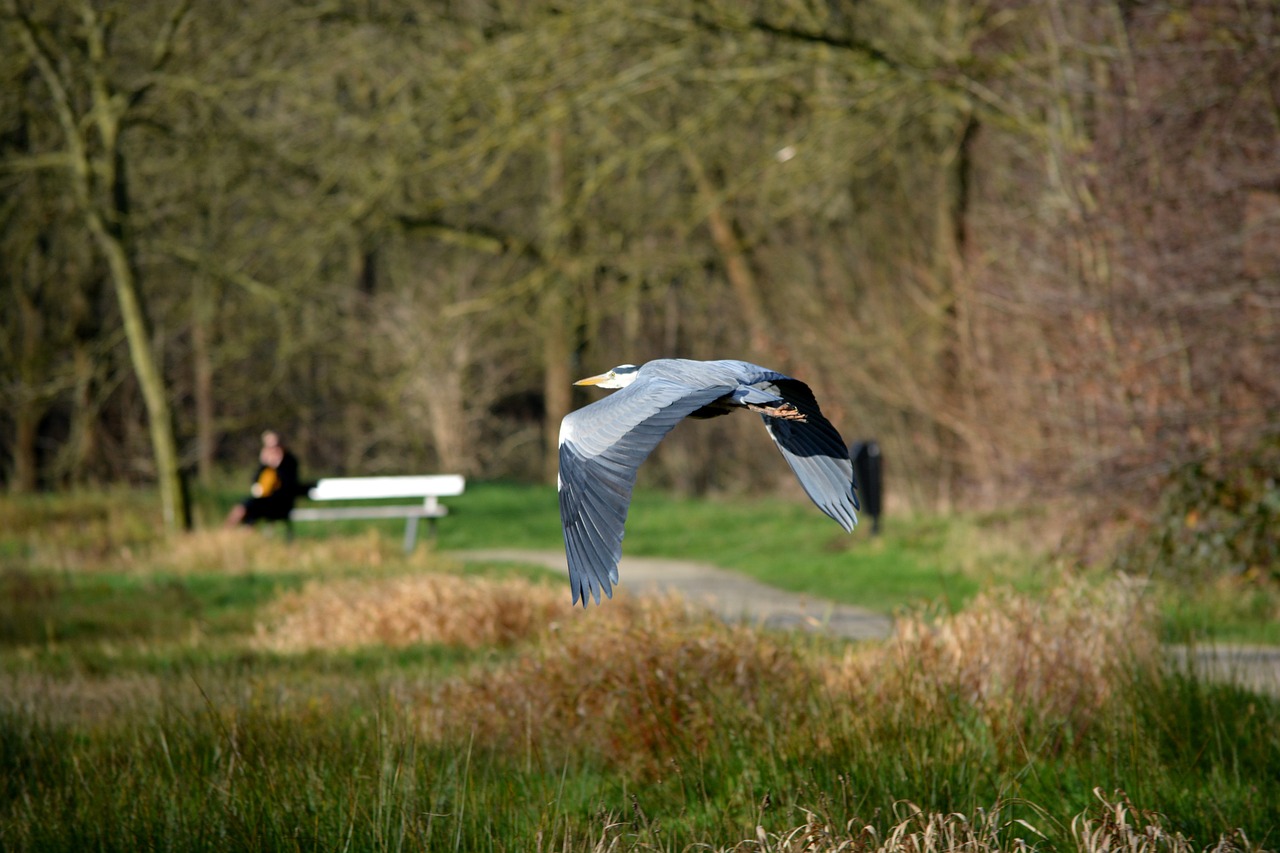 heron bird nature free photo