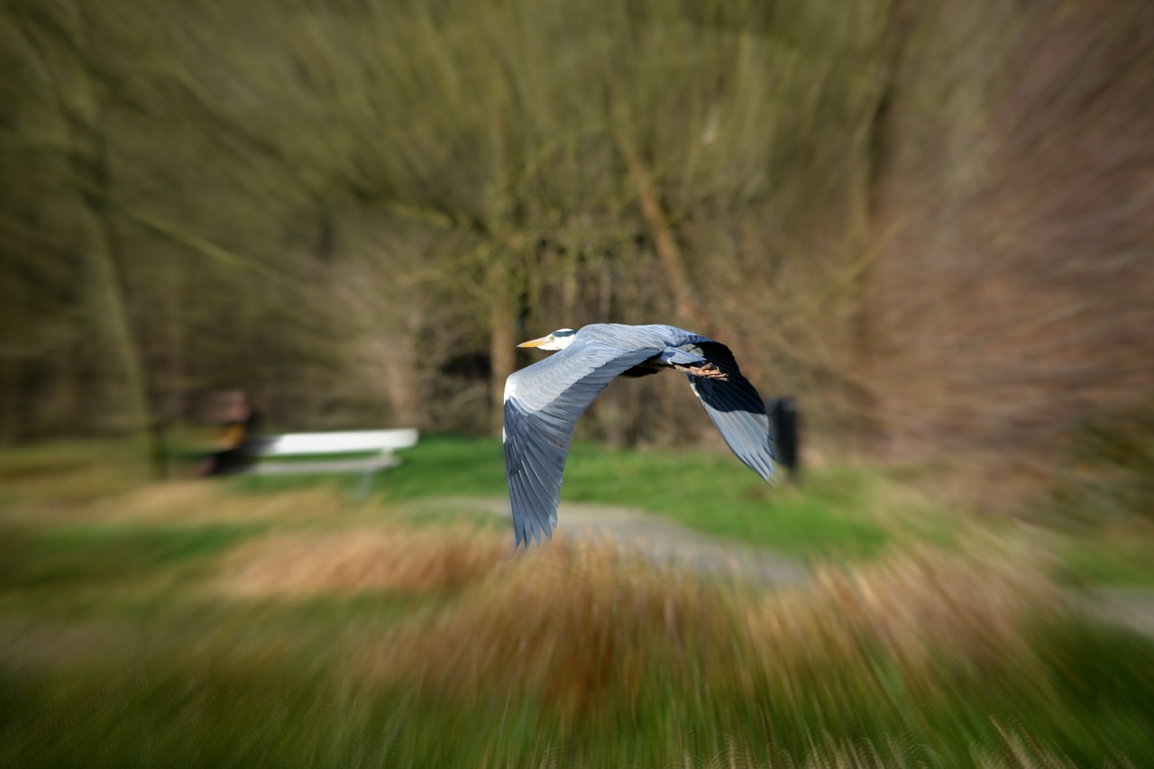 heron bird nature free photo