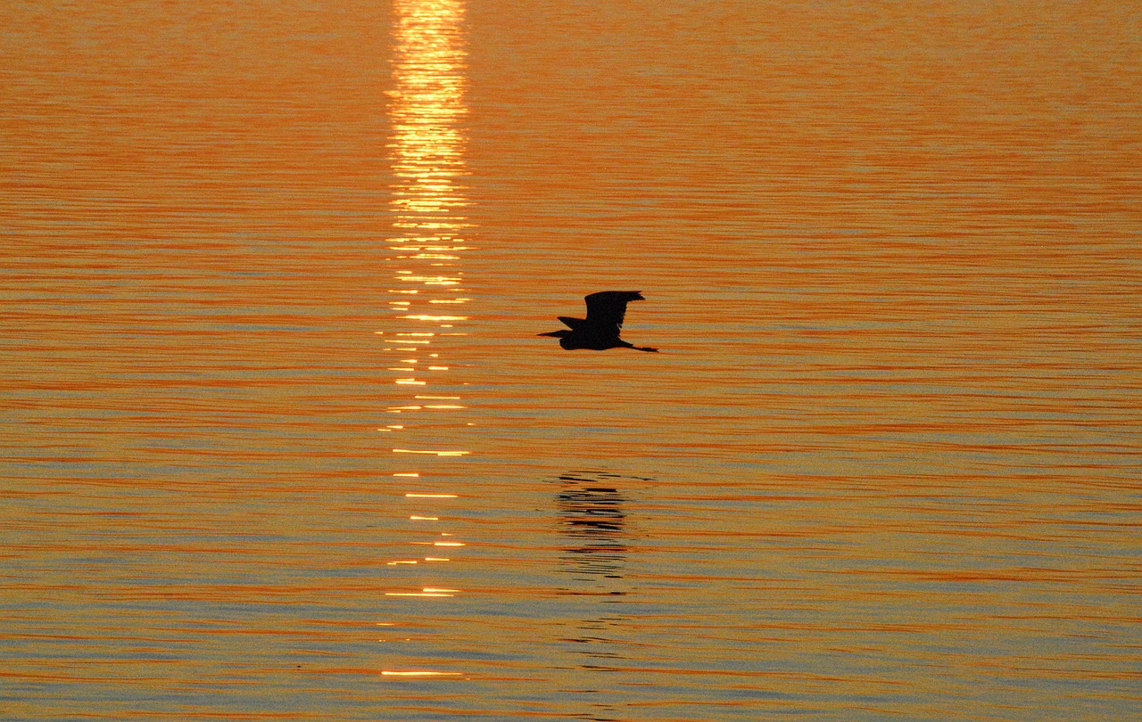 heron silhouette bird free photo