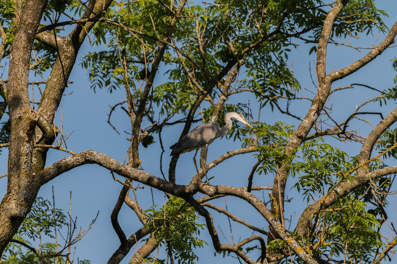 heron bird tree free photo