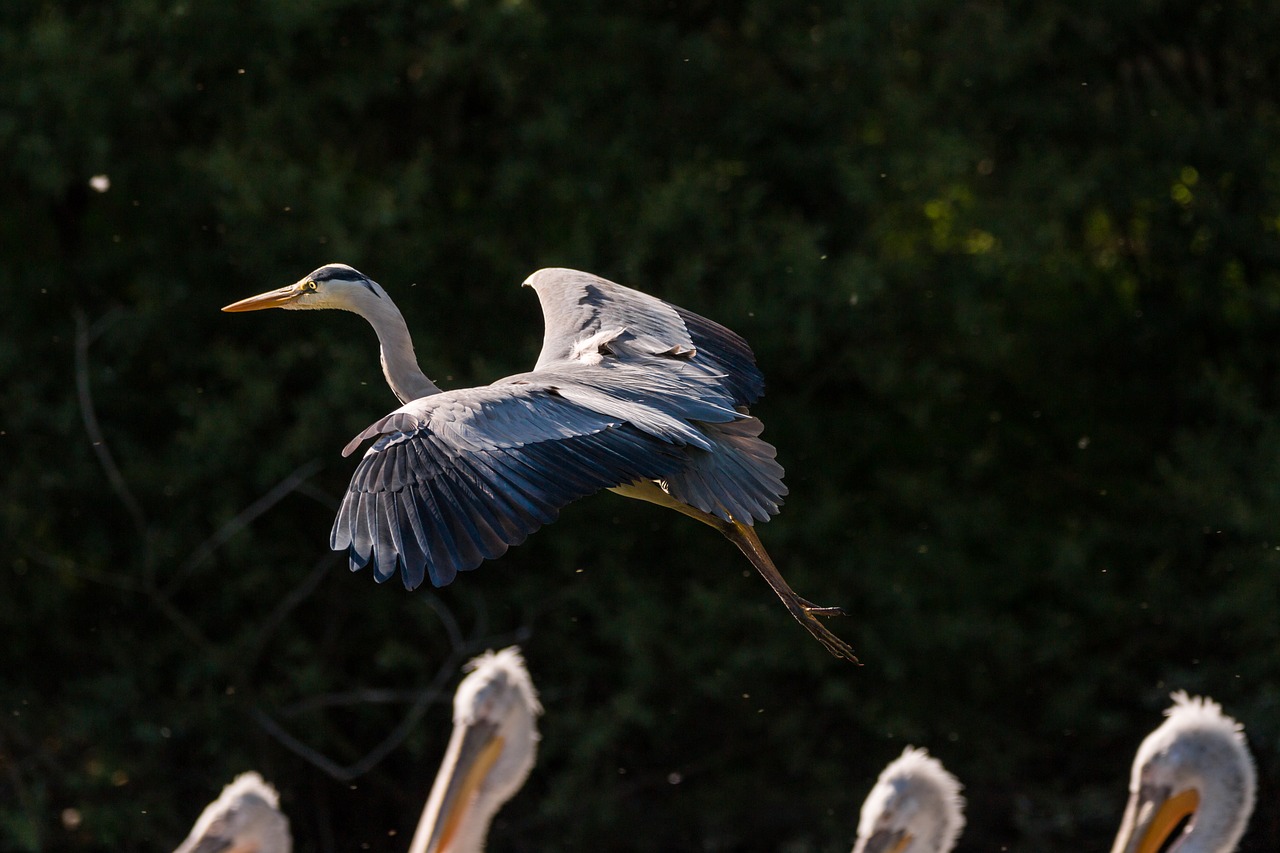 heron bird flight free photo