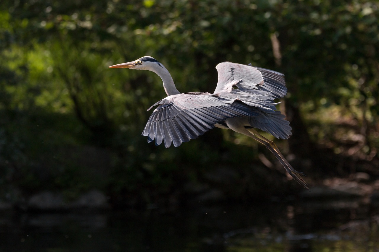 heron bird flight free photo