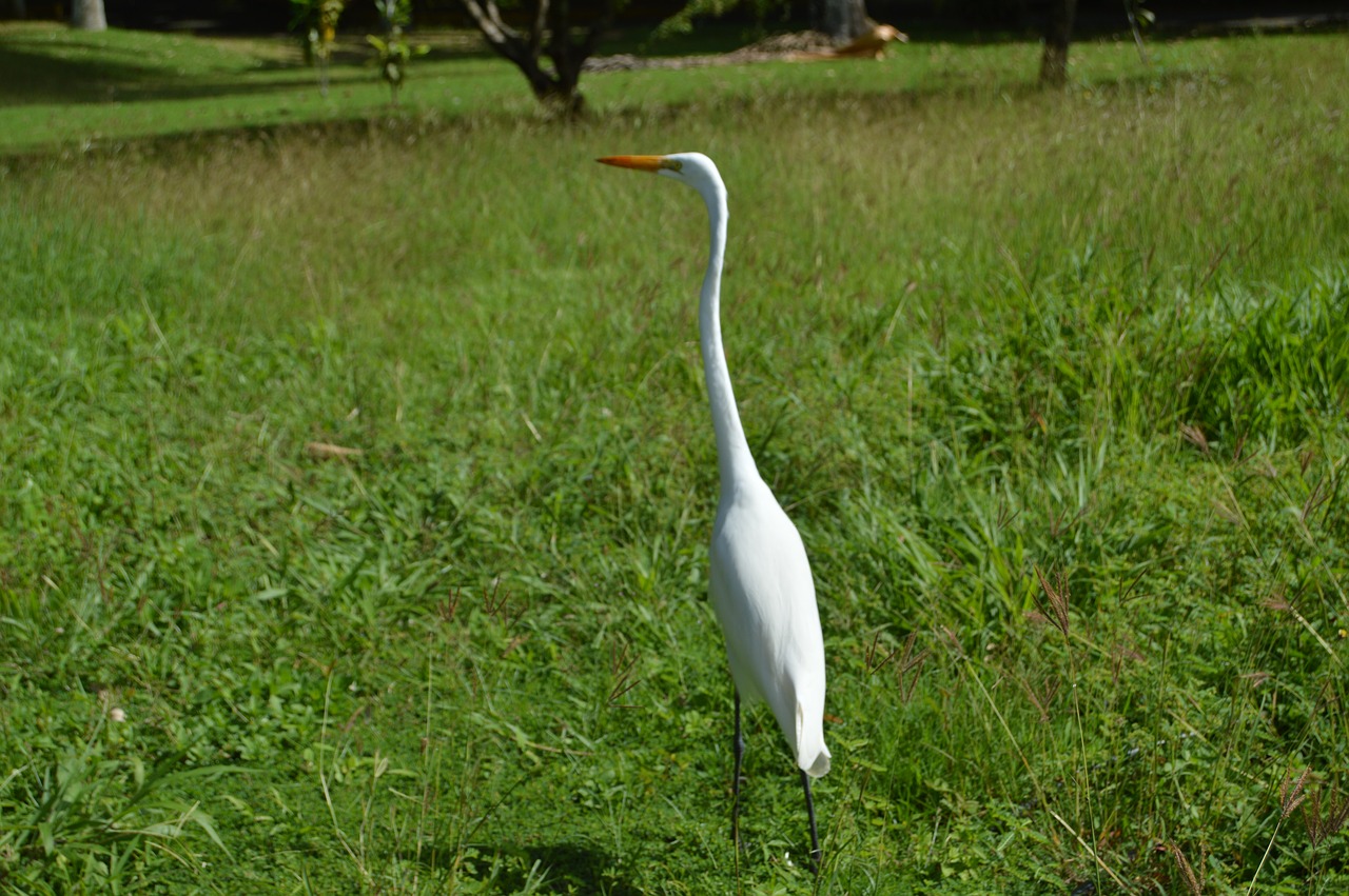 heron ave great egret free photo