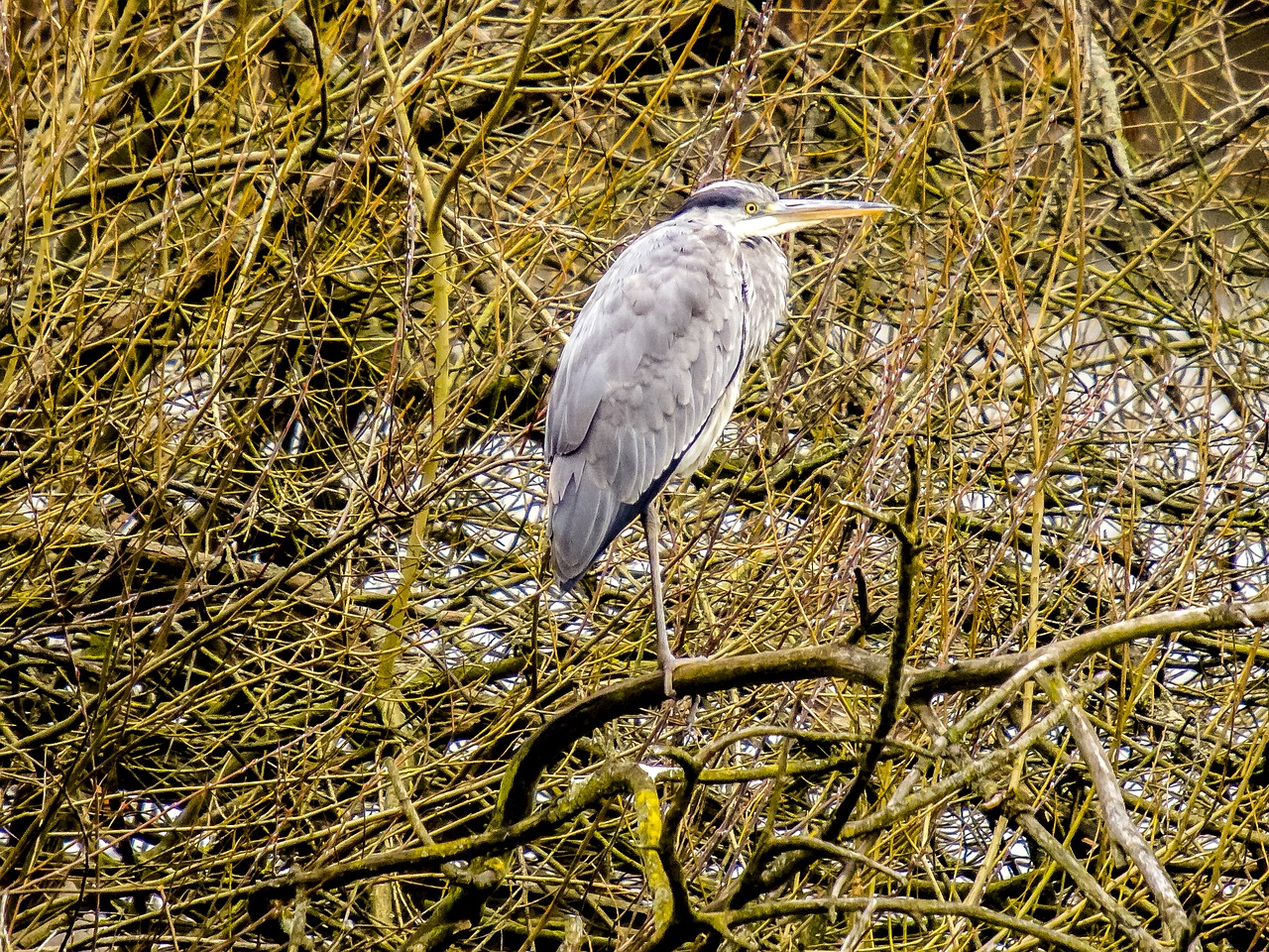 heron grey heron bird free photo