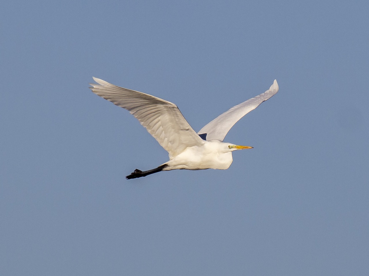 heron egret bird free photo