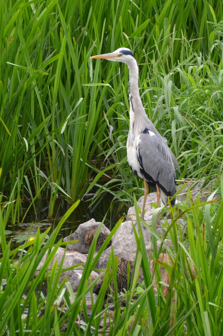 heron egret bird free photo