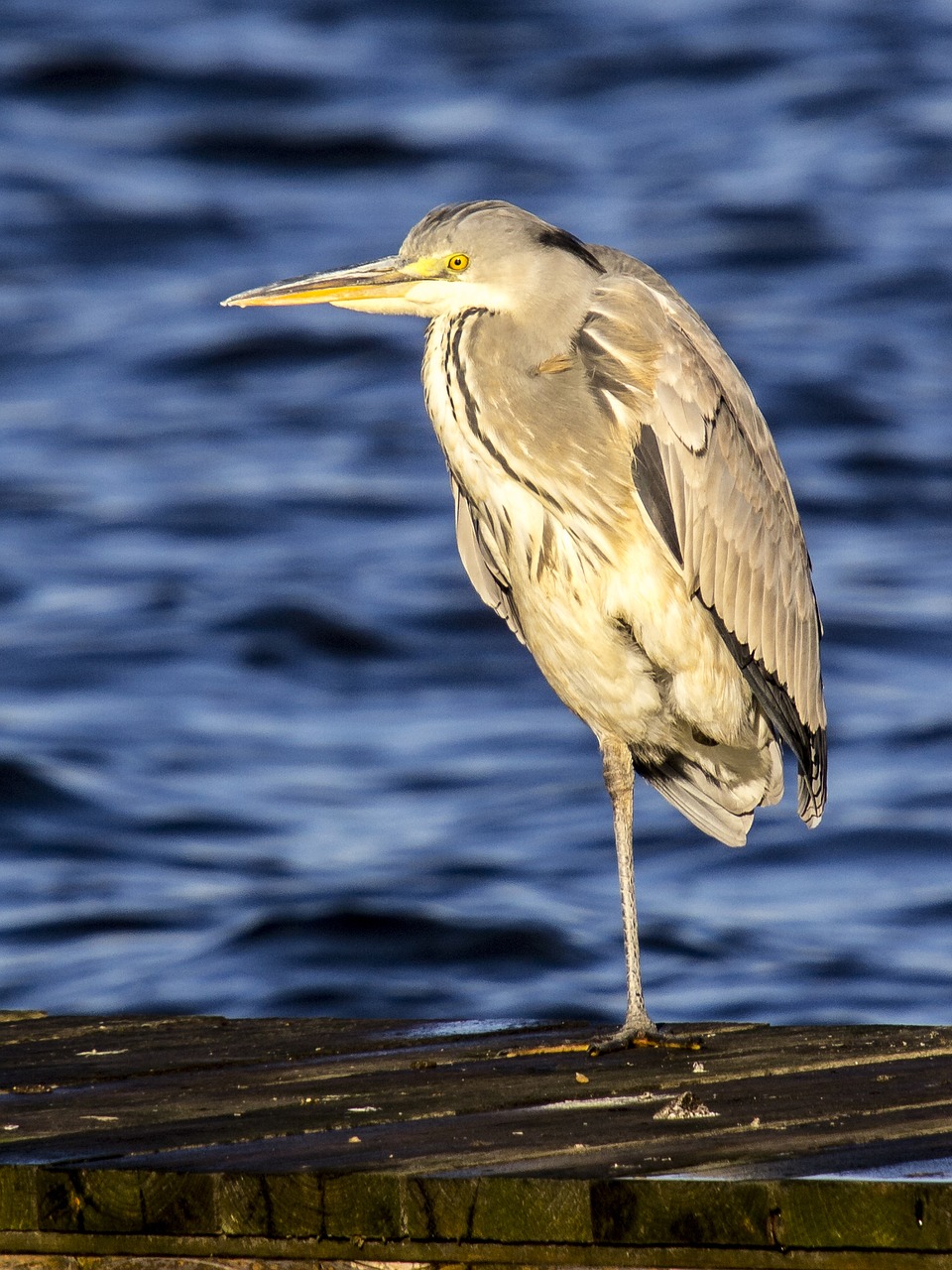 heron grey heron bird free photo